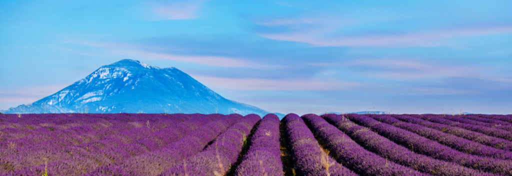 Lavender,Flower,Blooming,Scented,Fields,In,Endless,Rows