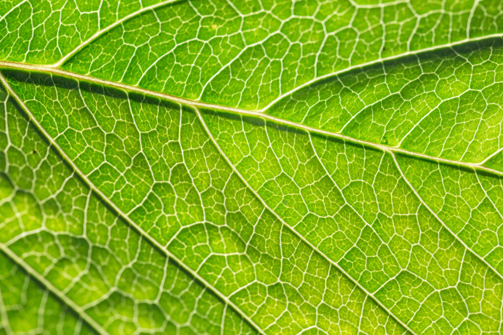 Close-up,Of,Green,Leaf,Background
